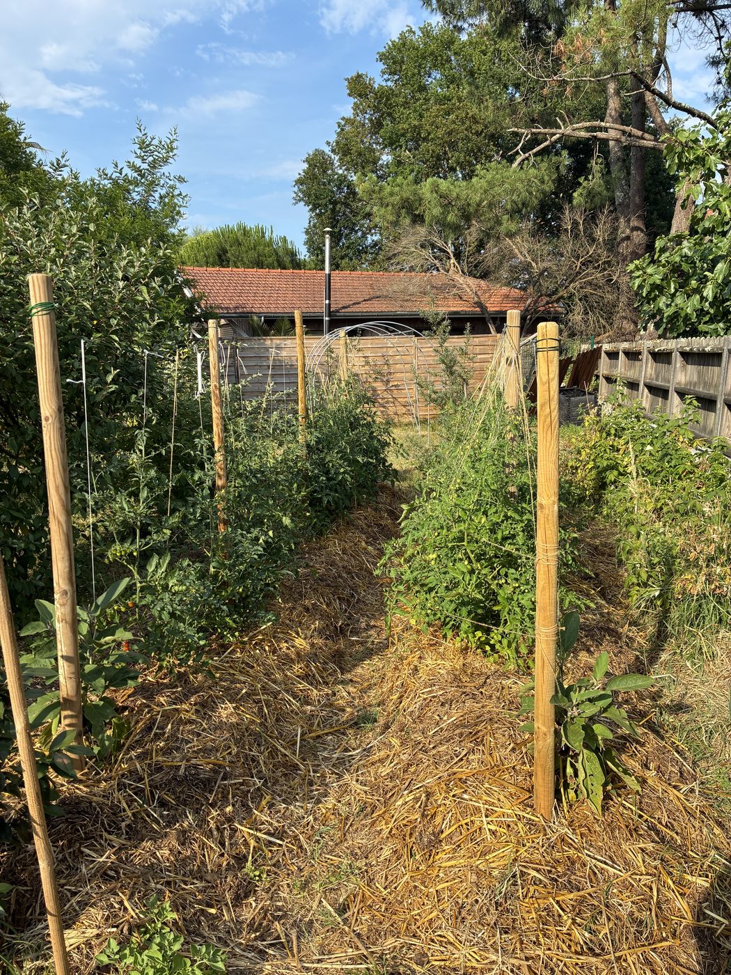 Structure de palissage tomates en bois et filet, potager client en plein développement, paillage de paille et ciel bleu.