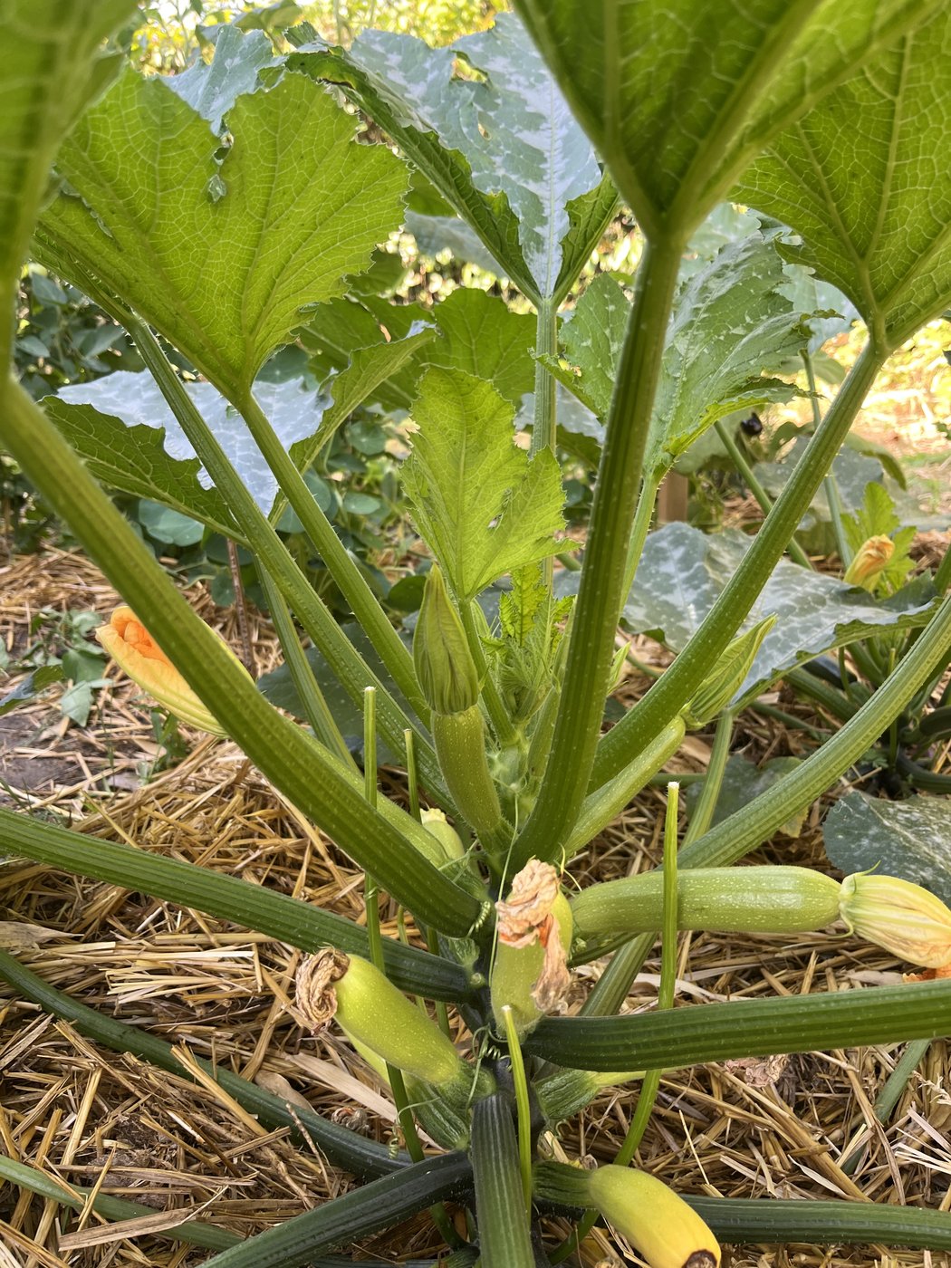 Pied de courgette vu de dessus, jeunes courgettes en formation entre les tiges et fleurs jaunes, paillage de paille autour.
