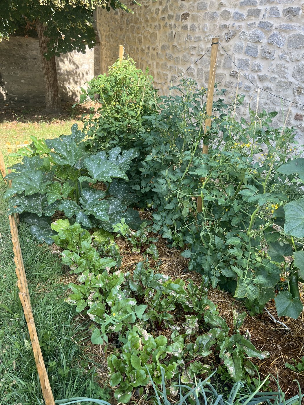 Planche dense contre un mur en pierre : blettes, courge et tomates palissées sur tuteurs bambou.