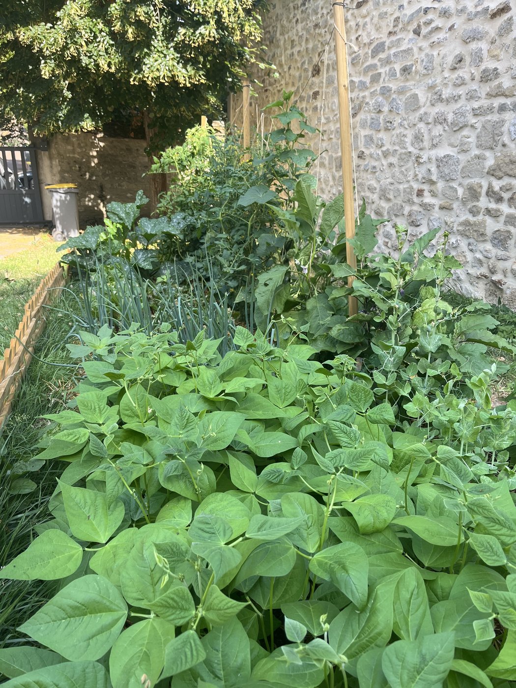 Rang de haricots touffus au premier plan, oignons et tomates alignés le long d'un mur en pierre.