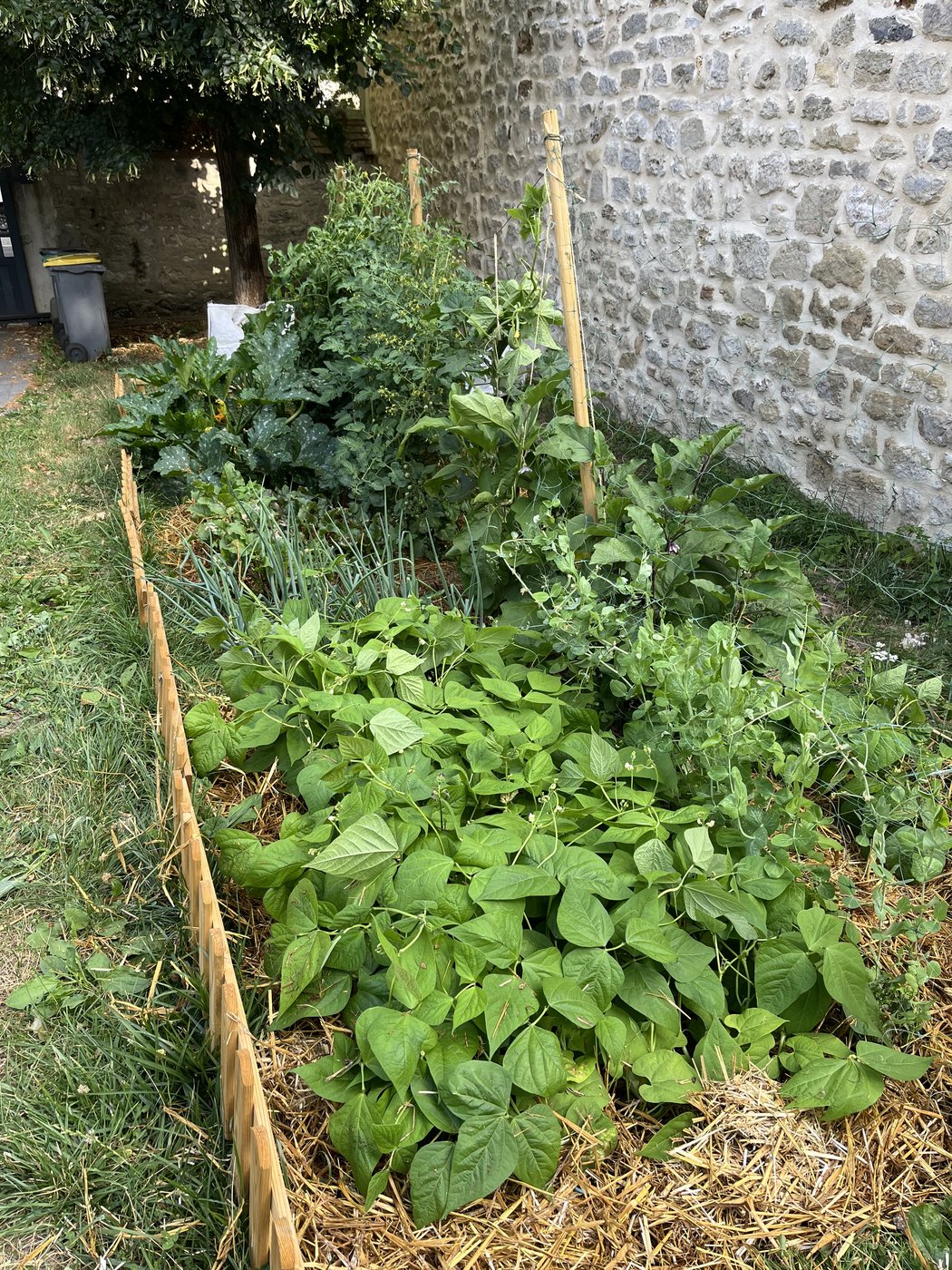 Planche de haricots encadrée de tuteurs bambou contre un mur en pierre, ciboulette et courgette en arrière-plan.