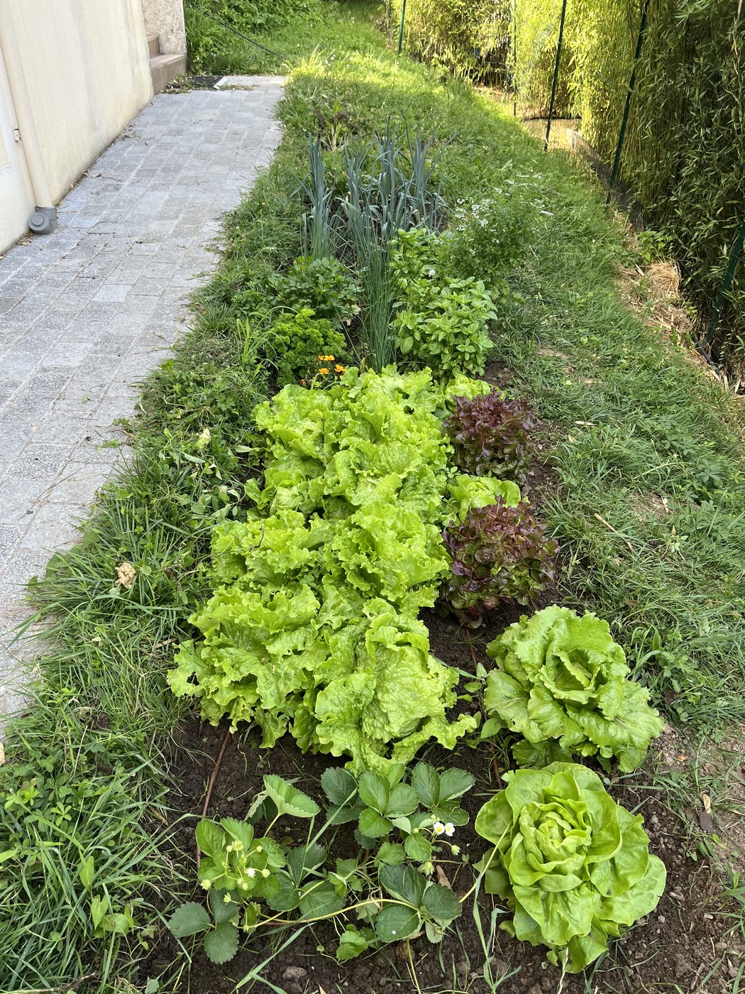 Rang de salades vertes et rouges le long d'une allée pavée, poireaux, aromatiques et fraisier en bordure.