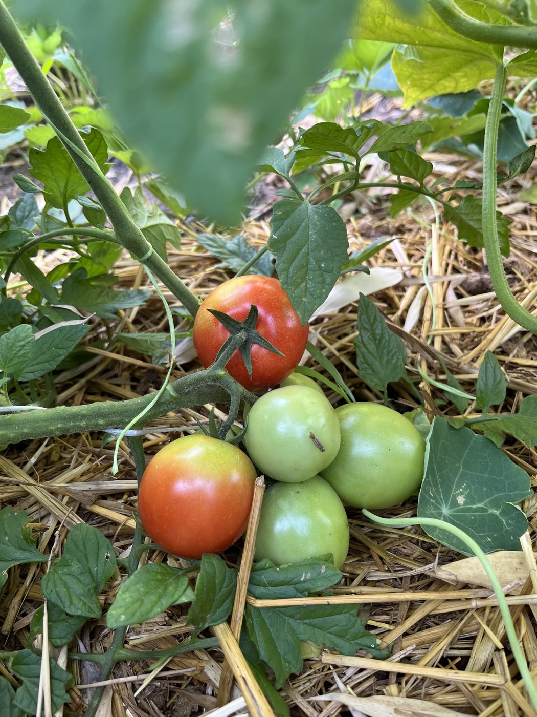 Grappe de tomates sur le pied, entre rouge mûr et vert encore ferme, posée sur le paillage de paille.