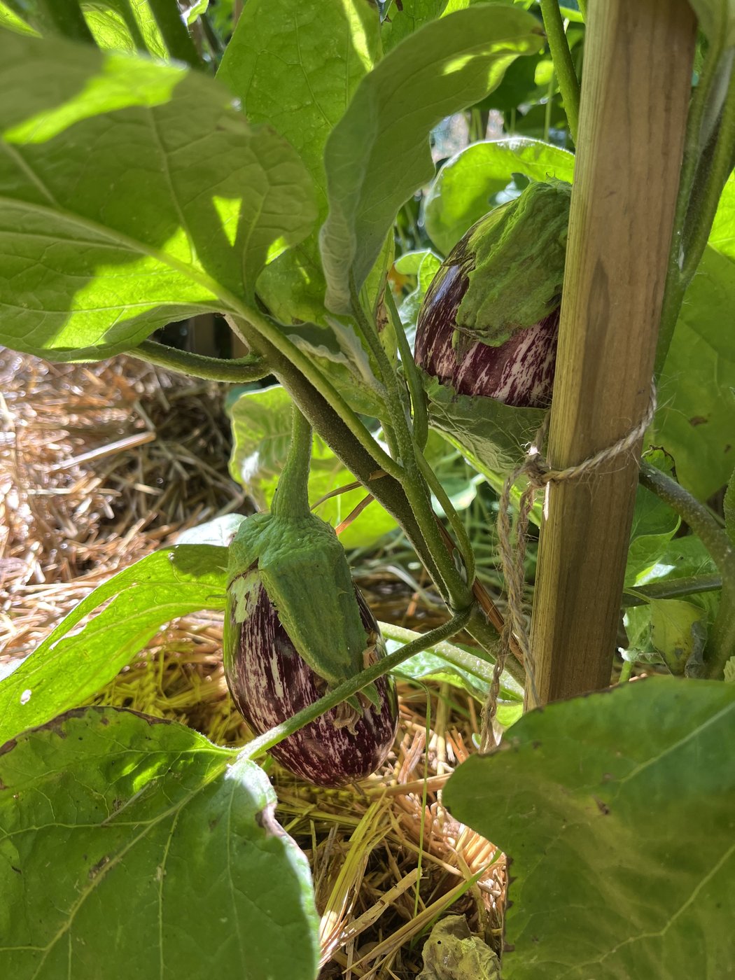 Deux aubergines violettes striées en formation sous le feuillage, tuteur bambou et paillage de paille.