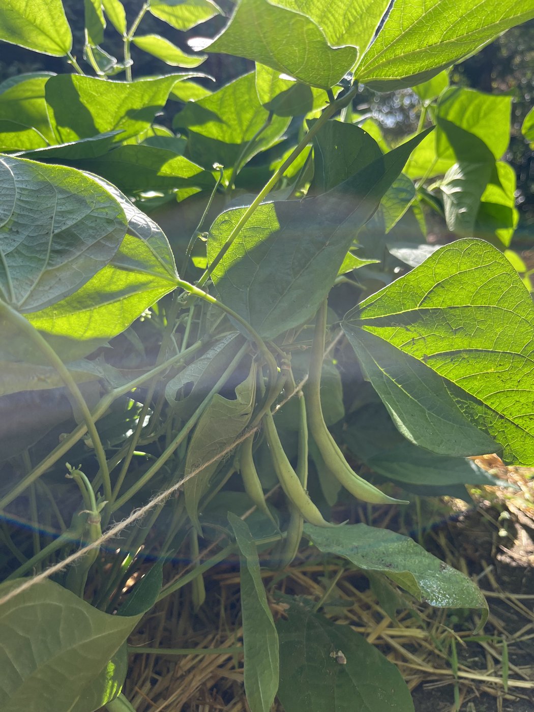 Haricots verts suspendus sous un feuillage dense éclairé à contre-jour, paillage de paille au sol.