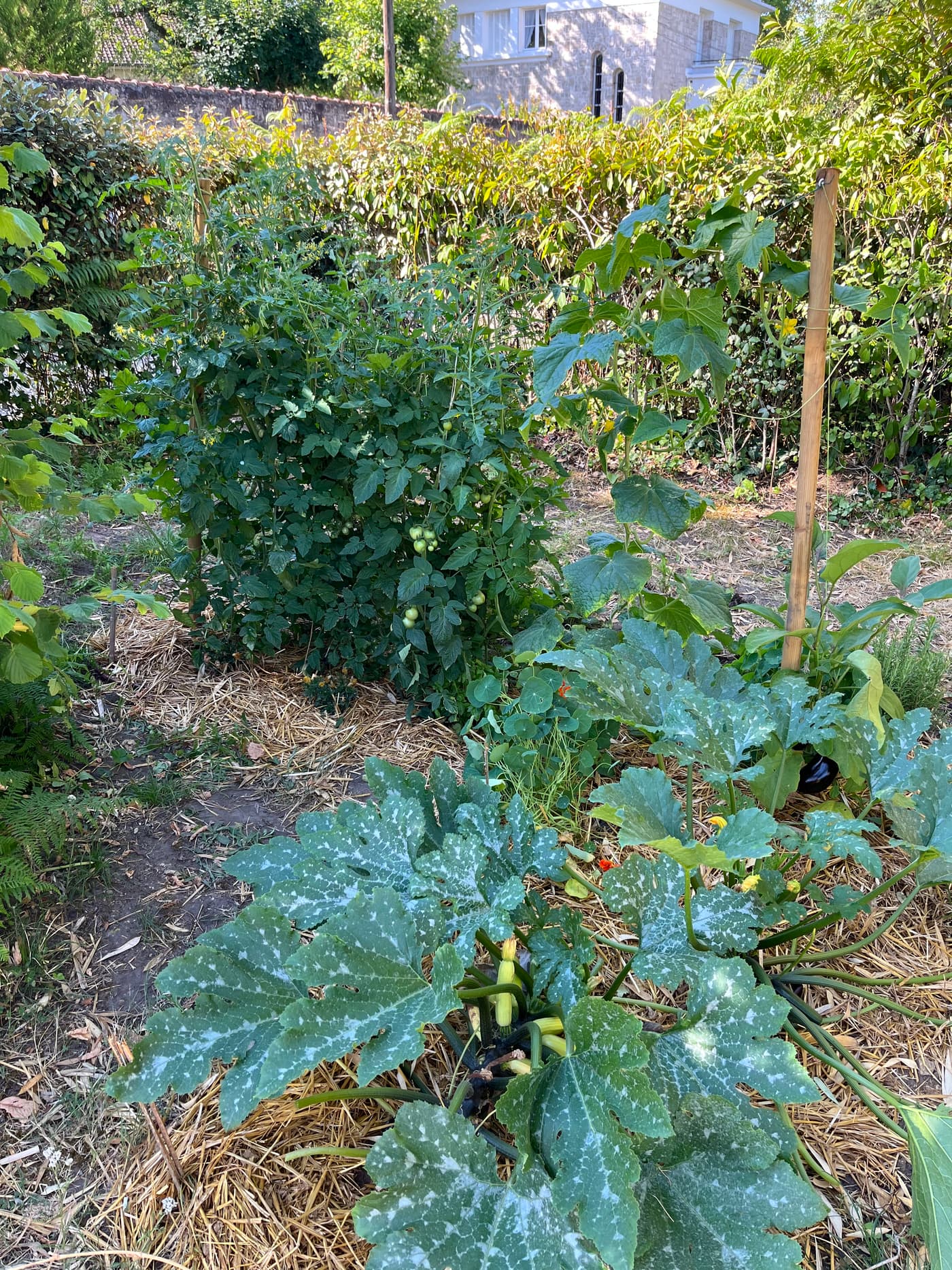 Vue d’un potager d’été : courgettes, tomates et concombres cultivés sur paillage de paille.