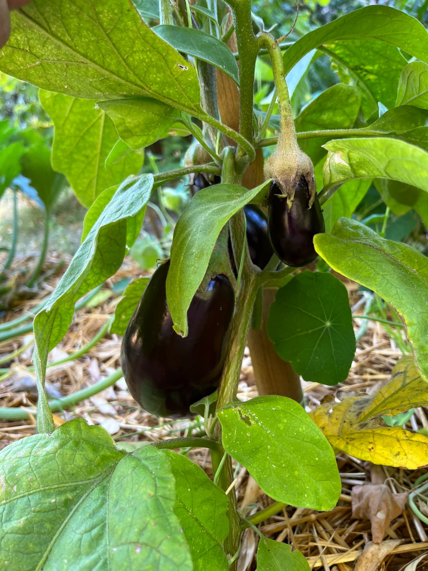 Deux aubergines violettes en formation sous leur feuillage.