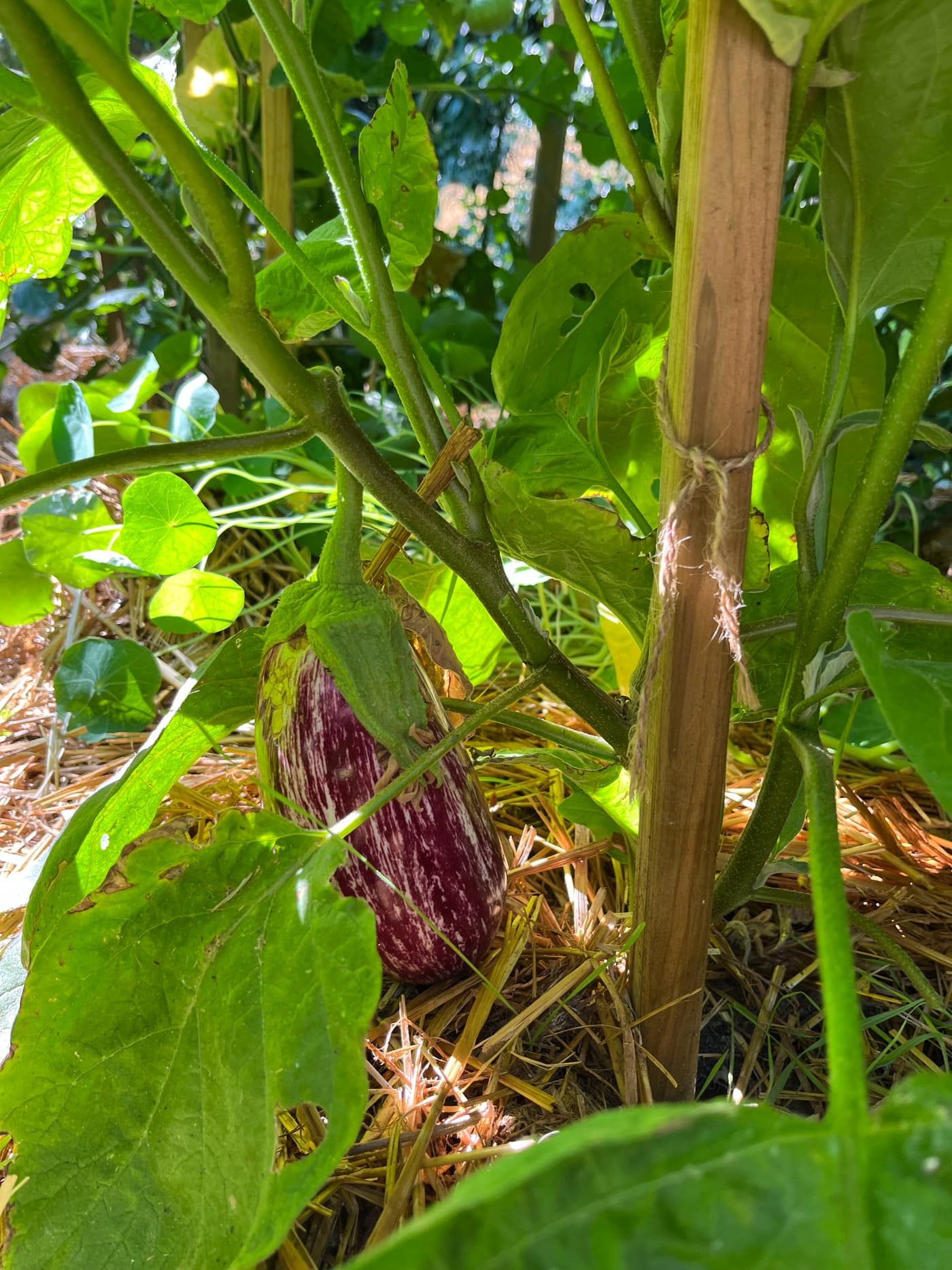 Aubergine rayée suspendue à son pied, avec tuteur en bois et paillage.