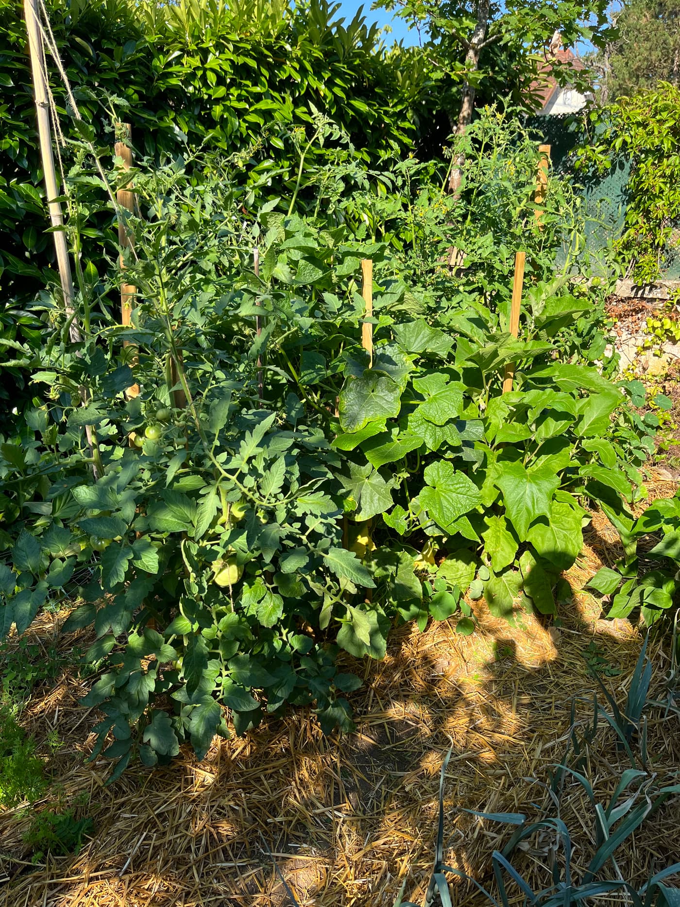 Potager d’été foisonnant, rangs de tomates et de courges au soleil.