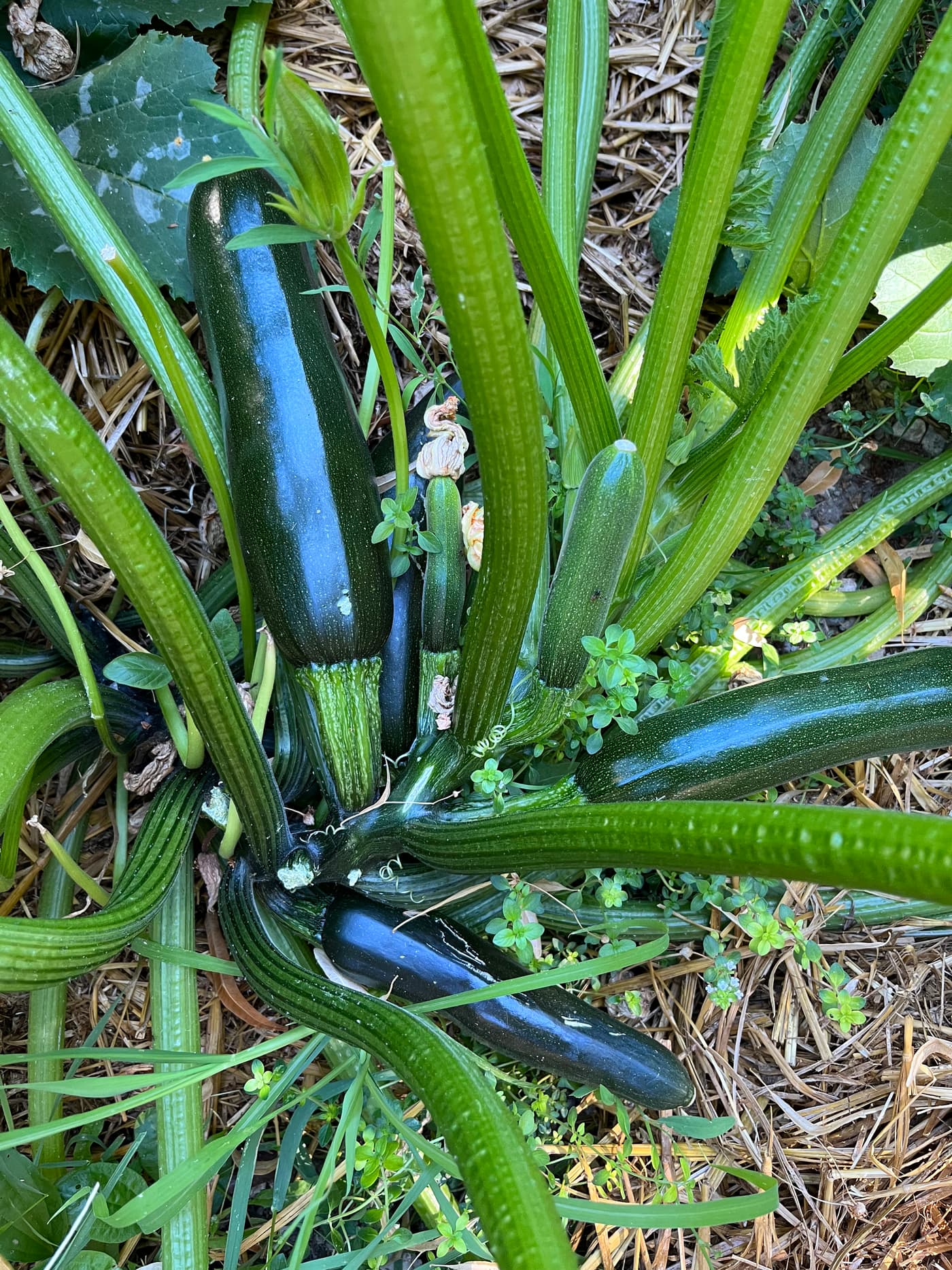 Pied de courgette chargé de fruits sur paillage de paille.