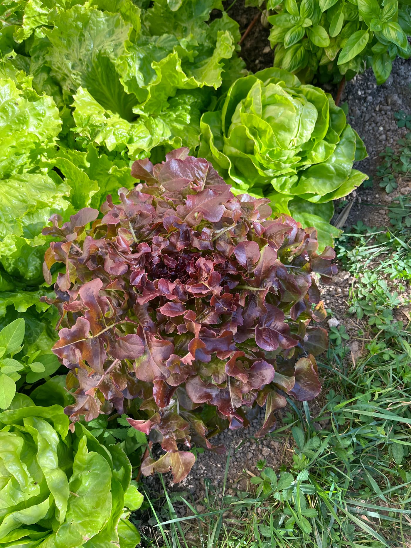 Salades vertes et rouges bien développées dans le potager.
