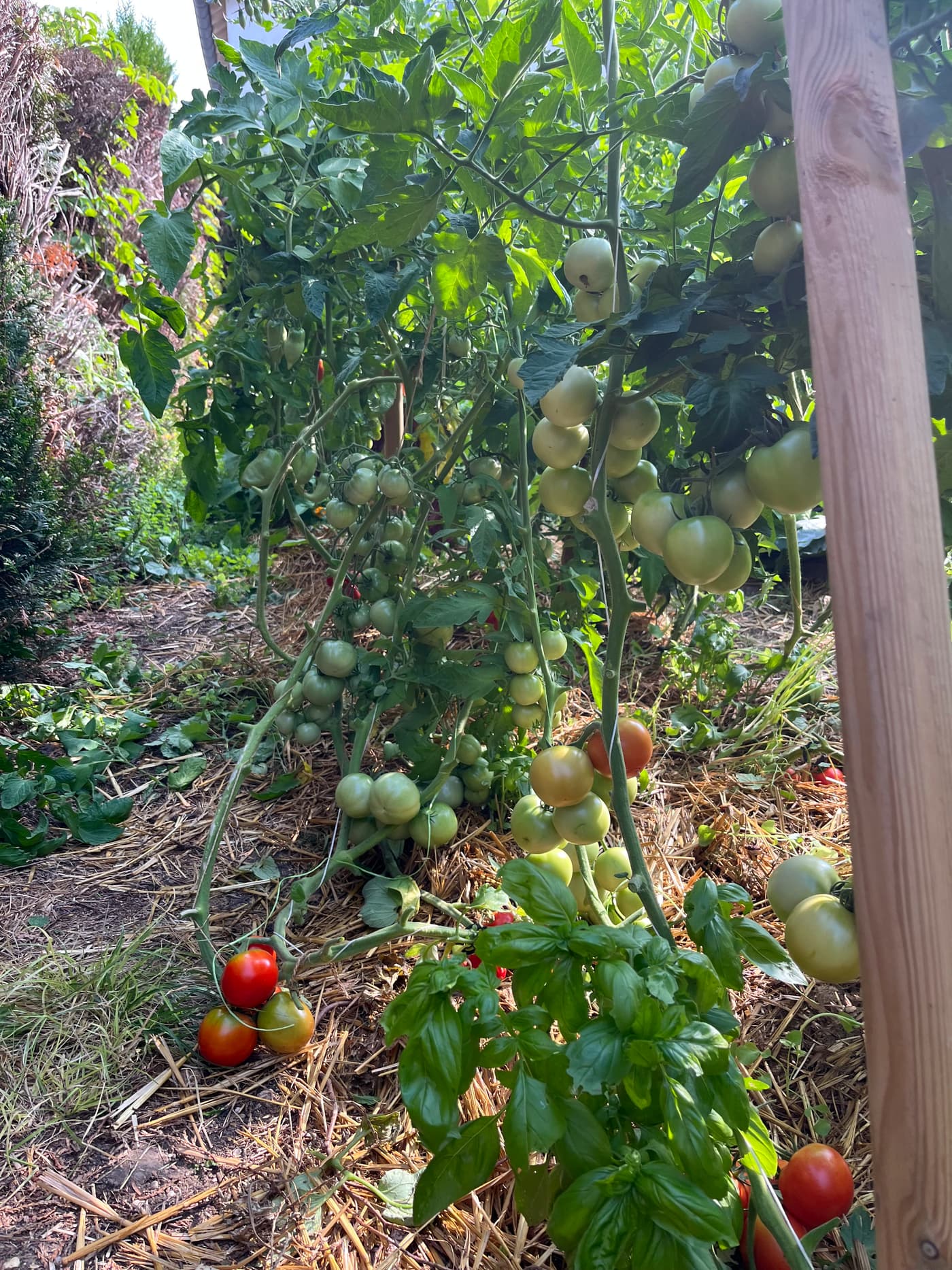 Pieds de tomates chargés de fruits qui mûrissent entre les tuteurs.