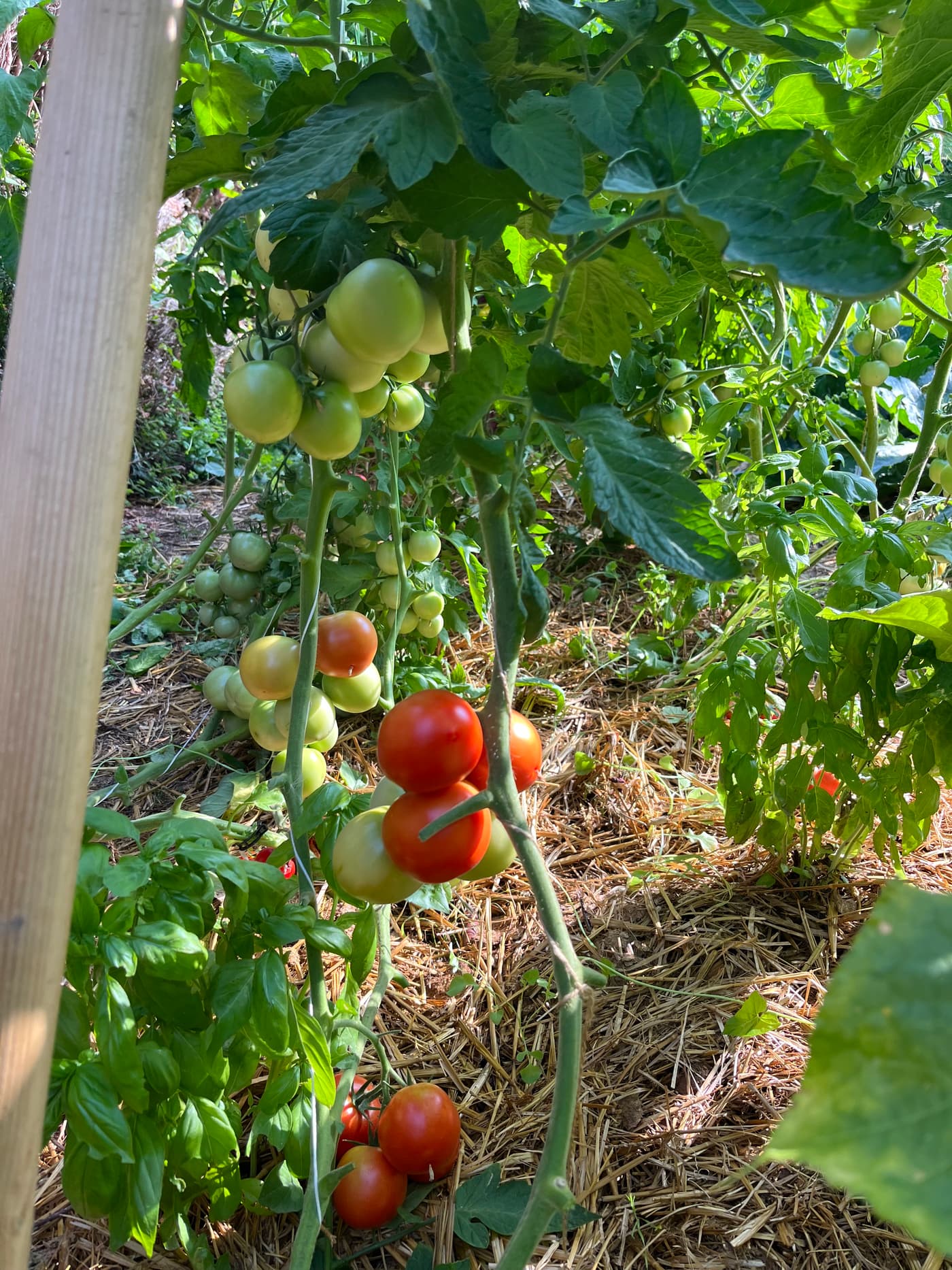 Grappe de tomates en cours de maturation dans le feuillage.