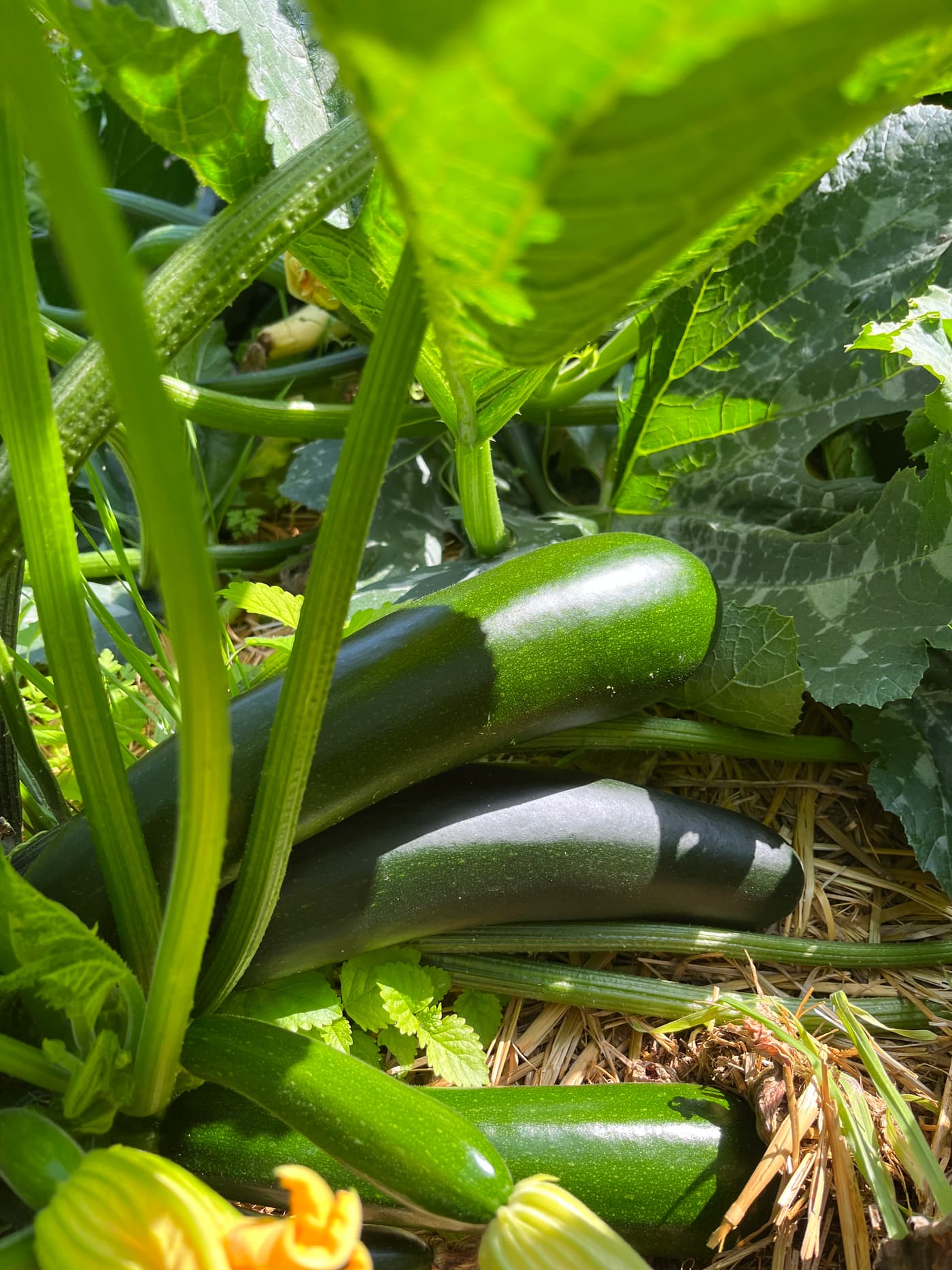 Courgettes vertes cachées sous les grandes feuilles de leur pied.