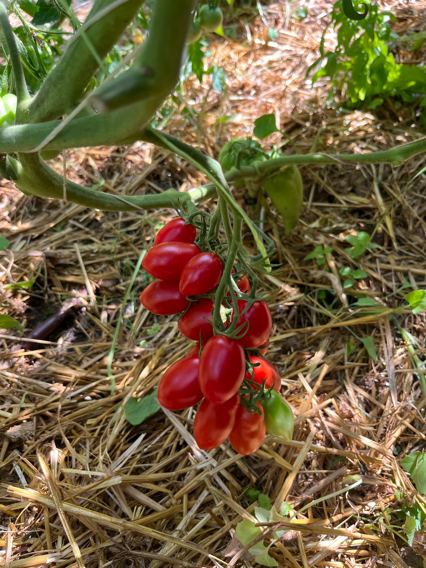 Grappe de tomates allongées rouges sur un pied paillé.