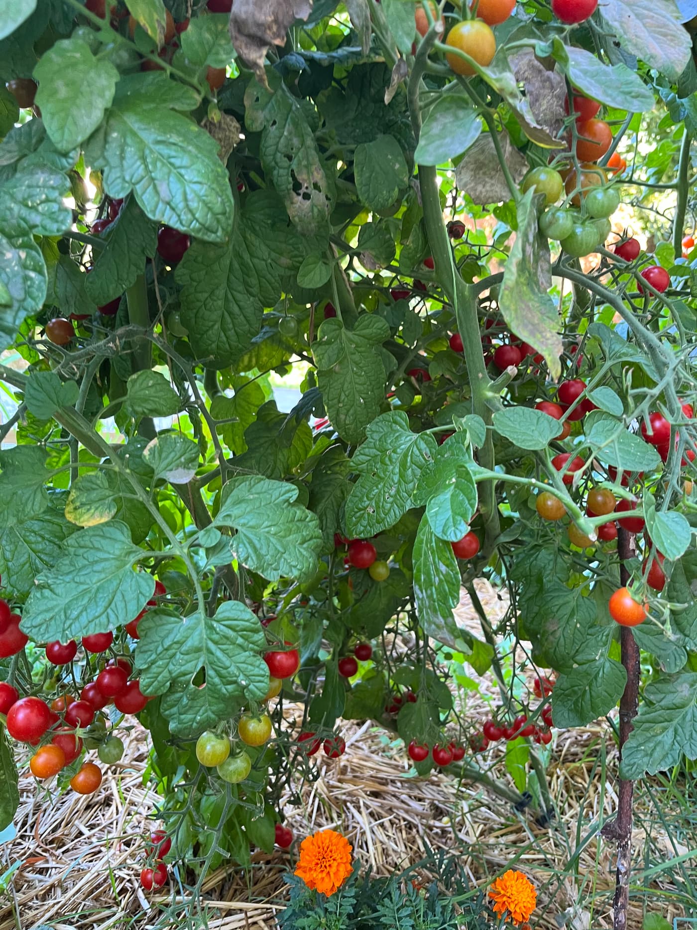 Tomates cerises rouges, oranges et vertes au milieu du feuillage, avec œillets d’Inde.