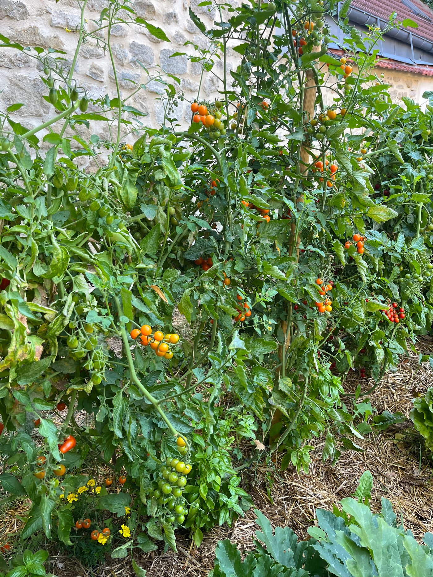 Rangs de tomates cerises palissées contre un mur en pierre.