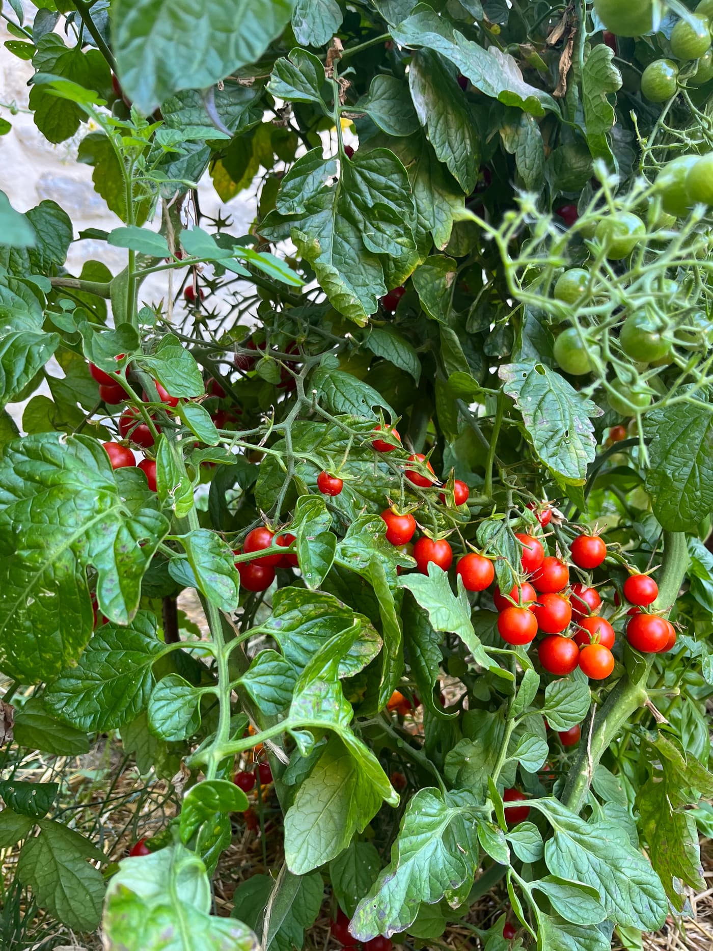 Pieds de tomates cerises abondants, avec fruits mûrs de plusieurs couleurs.