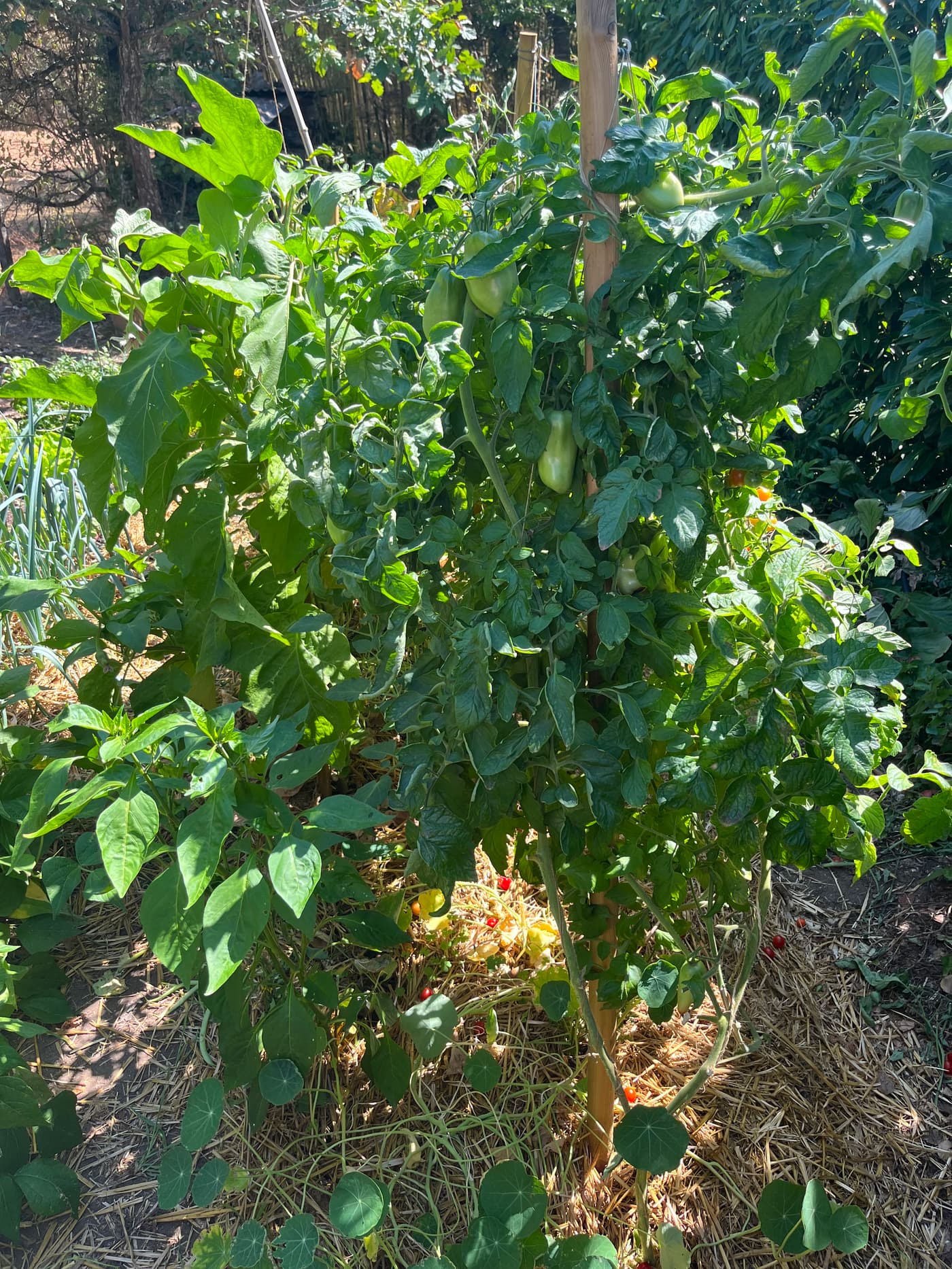 Courgettes mûres sous les tiges de leur pied.
