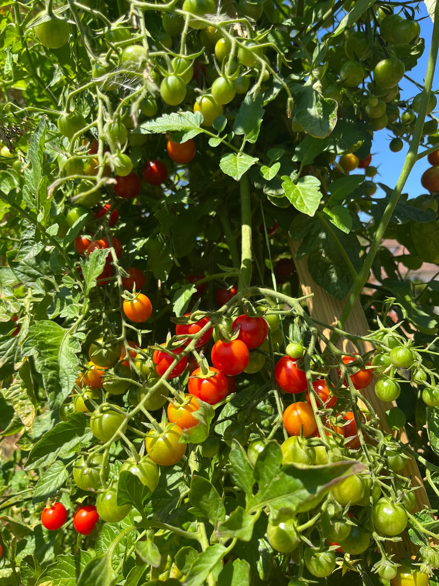 Pieds de tomates et d’aubergines en pleine production dans le potager.