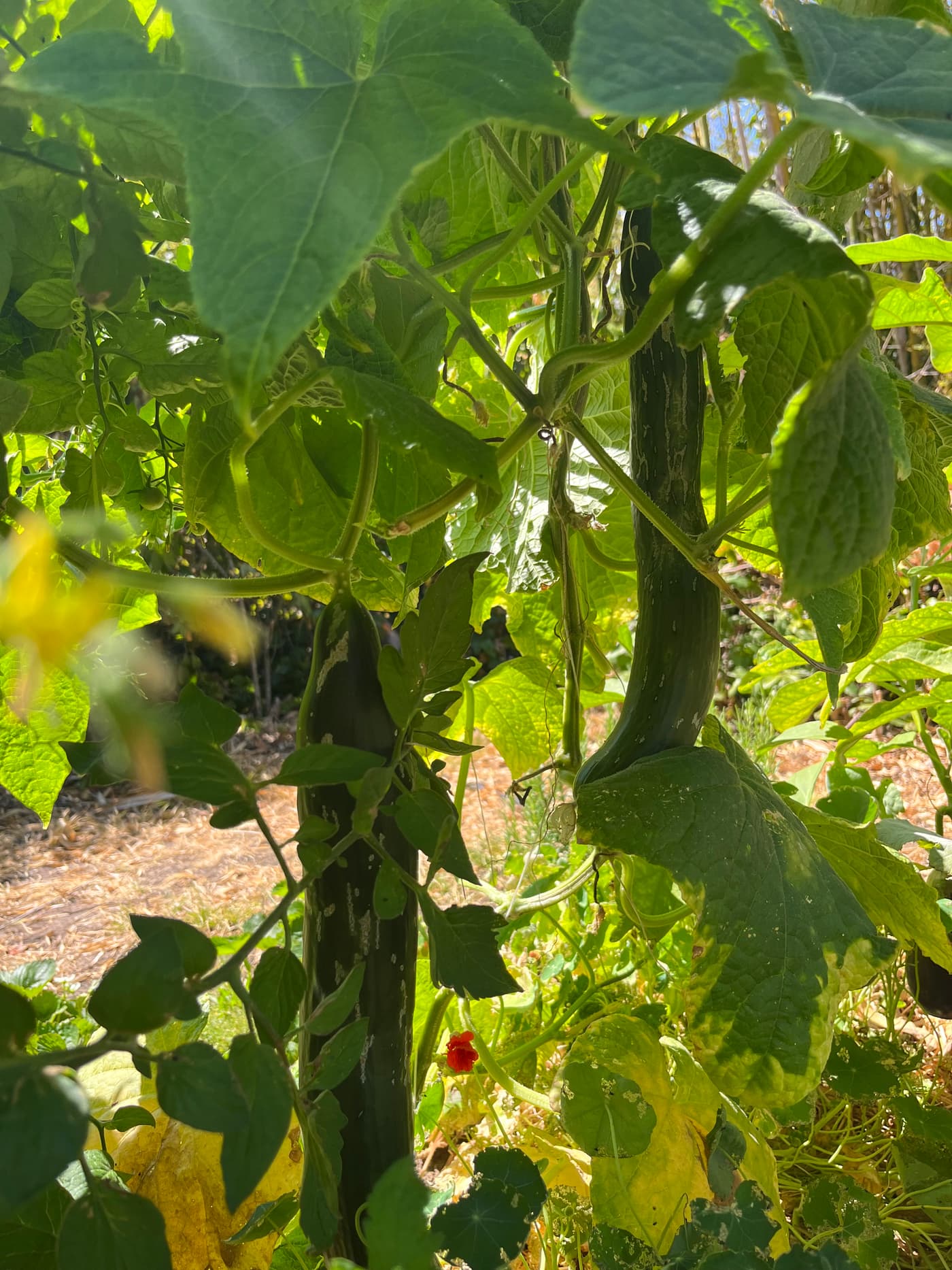 Tomates cerises rouges en grappes serrées parmi les feuilles.