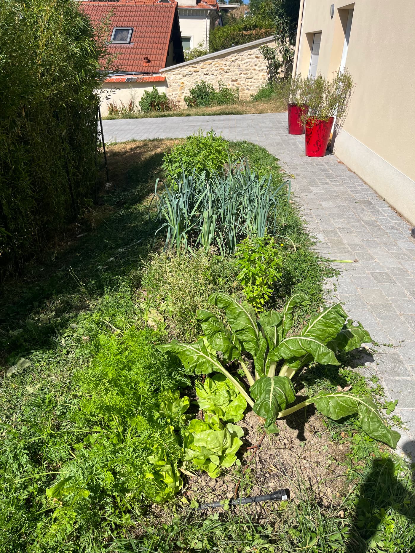 Vue d’ensemble d’un potager productif : tomates, poireaux, salades, aromatiques et blettes.