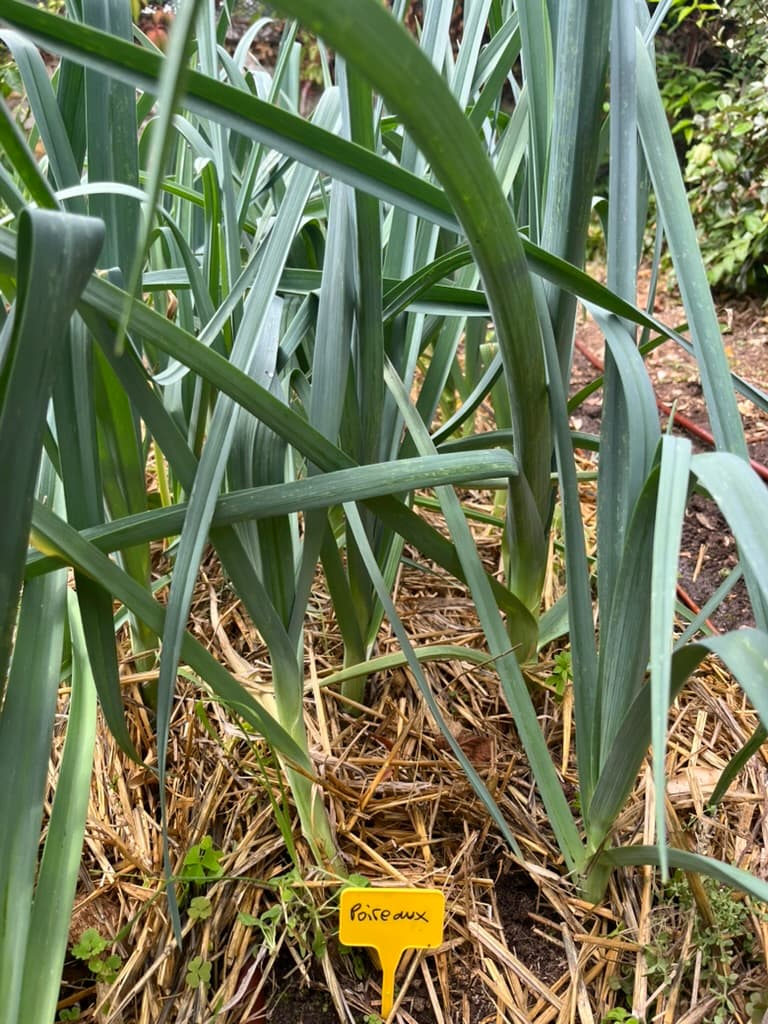 Rang de poireaux cultivés sur paillage de paille, avec étiquette de culture.