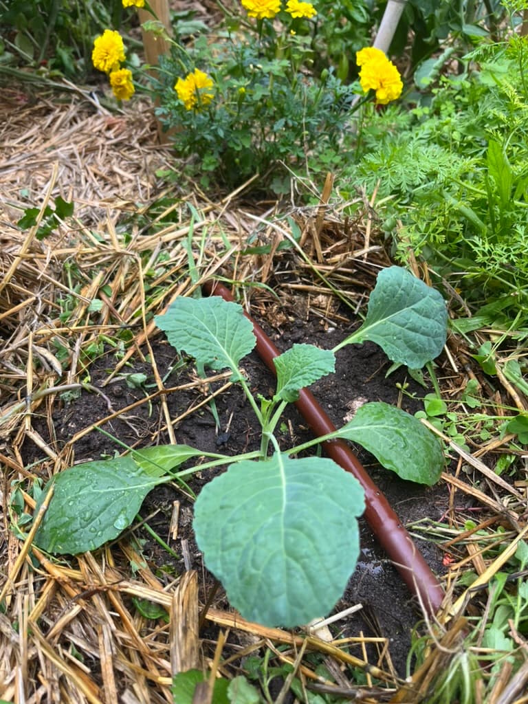 Jeune plant de chou dans une planche paillée, entouré d’œillets d’Inde.