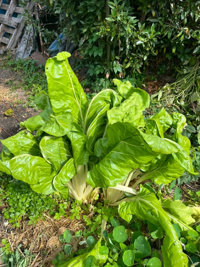 Blette à côtes blanches bien développée dans le potager.