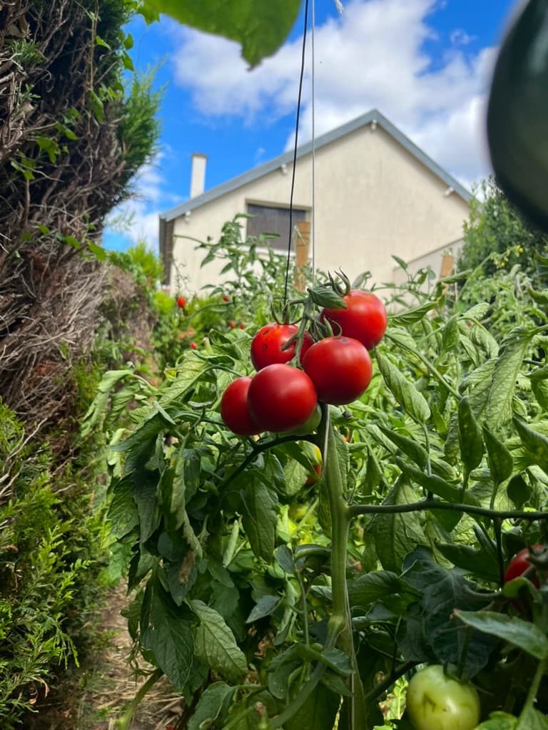 Grappe de tomates rouges mûres sur un pied palissé.