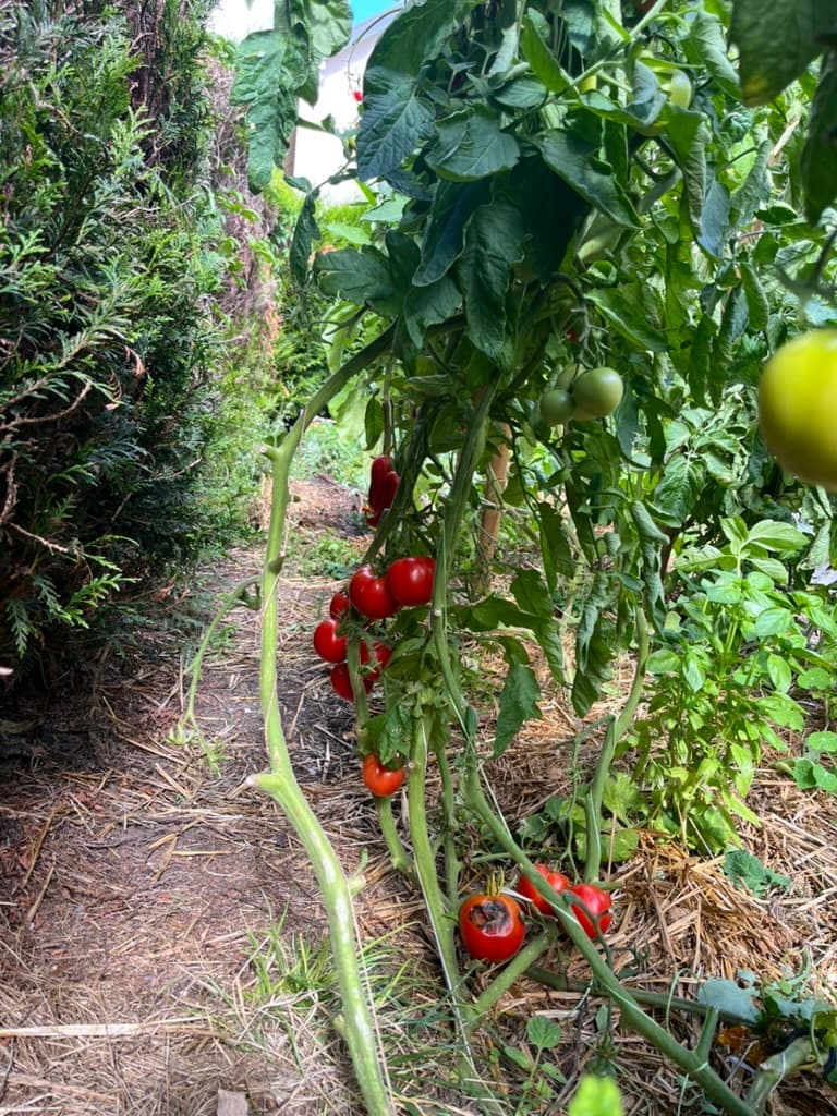 Pieds de tomates avec fruits rouges et verts au-dessus du paillage.