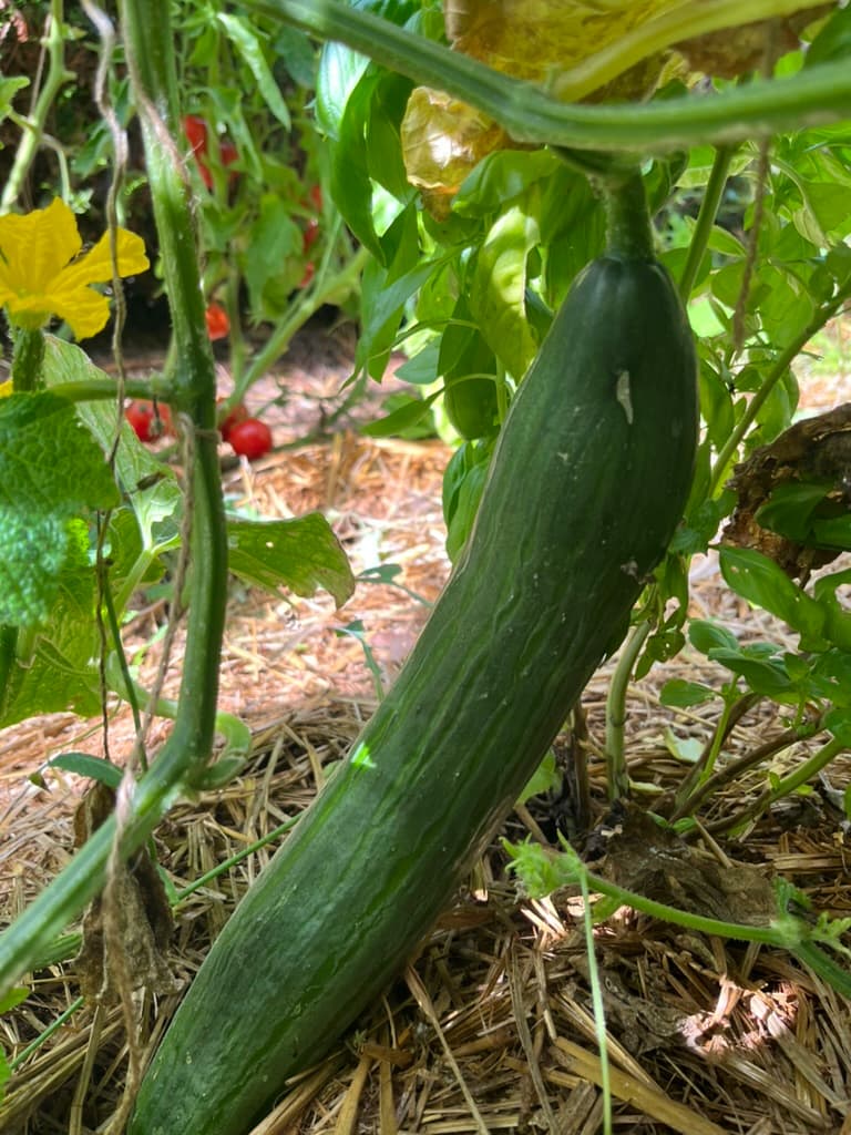 Concombre long suspendu à son pied parmi les tomates.