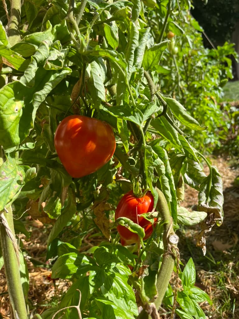 Tomate mûre sur son pied, éclairée par le soleil de fin d’été.