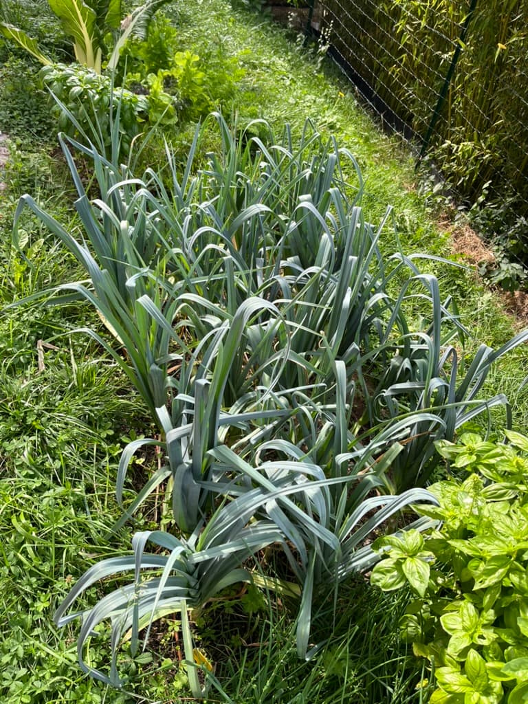 Touffe de poireaux dans le potager, avec basilic au premier plan.